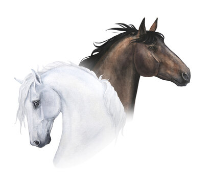 watercolor illustration of portraits of two horses isolated on white background