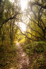 Obraz premium Jungle in France III