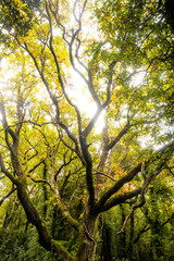 Eiche im Wald