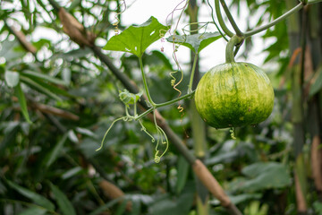 Pumpkin hanging green color blur background