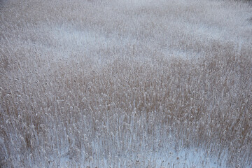 Dried reed in the lake covered with hoar frost and snow, selective focus
