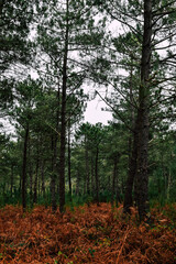 Obraz premium leafy forest of pines and ferns