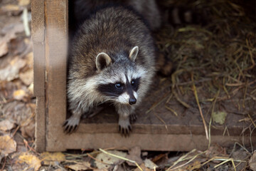 Raccoon (Procyon lotor)