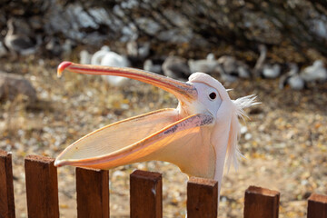 The head of a pink pelican close-up in profile. Exotic bird Pelecanus onocrotalus.