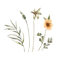 Delicate flowers and plants, a set of watercolor illustrations.