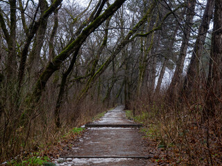 Fototapeta premium path in the woods