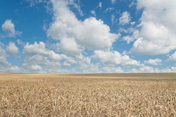 Wheat Field Sunlit in the Summer, Overcast Sky