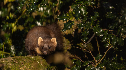 European Pine Marten on tree bough