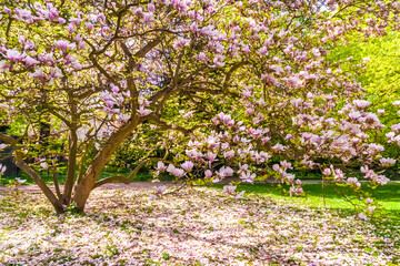 Lovely view of a blooming Magnolia × soulangeana tree with Magnolia flower petals all over the...