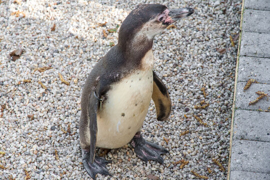 Great close-up view of a cute Humboldt penguin (Spheniscus humboldti) standing on pebbles in the famous park Luisenpark in Mannheim, Germany. It is named after the explorer Alexander von Humboldt.