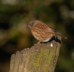 Dunnock on tree stump