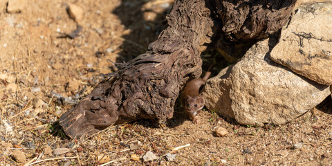 Weasel peeking out from under a tree trunk