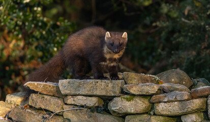 European Pine Marten on stone wall