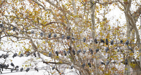 pigeons on a wire in a beautiful autumn day.