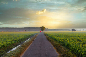 A man walking on a country road towards the sunrise middle of mustard fields - Powered by Adobe