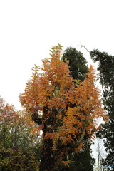 Yellow and Green trees