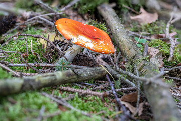 Fliegenpilz im Wald im Herbst