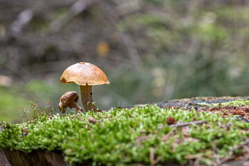 Pilze im Wald im Herbst