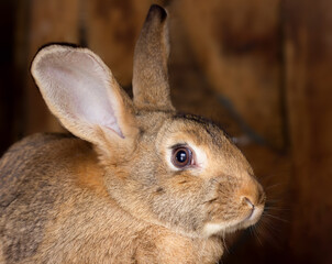 Brown rabbit on wooden background