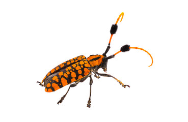 Orange insects isolated on transparent png