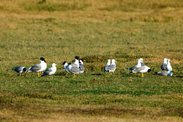Fototapeta na wymiar Black Headed Gulls on a Meadow in the Danube Delta