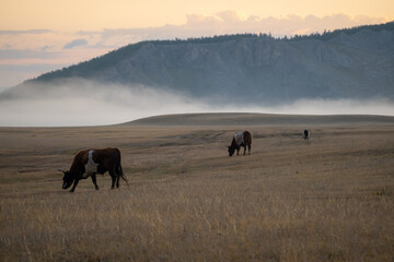 Cows and bulls eating grass in a field with mountains in background on a foggy morning. Animals grassing in Mongolian wilderness.