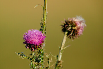 A flowering thistle on a meadow