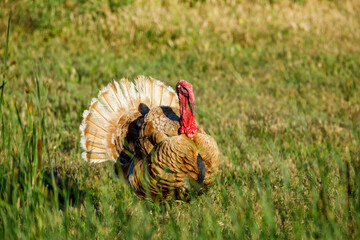A Turkey on a meadow