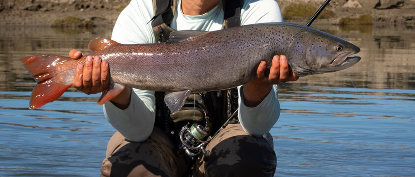 Fisherman holding hucho taimen while kneeling in the river. Angler proudly showing off his trophy catch, freshwater fish.