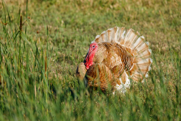 A Turkey on a meadow