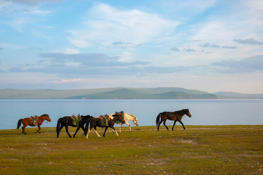 Herd of the horses riding on the shore of the lake Khövsgöl, blue sky with the clouds in the horizon. Wild animals walking, water and mountains in the background.