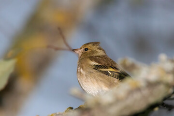 Common Chaffinch perched on a tree branch