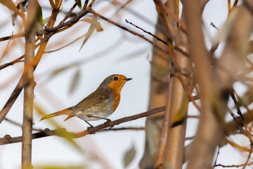 European Robin perched on a tree branch