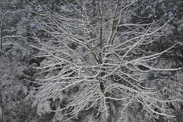 snow covered tree