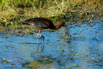 A black Ibis in the swamps of the Danube Delta