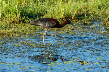 A black Ibis in the swamps of the Danube Delta