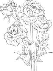 Peony flower art, Flower drawing vector illustration hand drawn illustration artistic, simplicity coloring page isolated in white background.