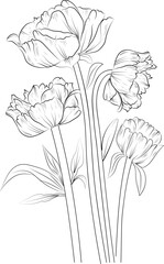 Peony flower line art, vector illustration, hand-drawn pencil sketch, coloring book, and page, isolated on white background clip art.
