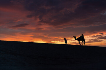 A group of tourist led by a local bedouin guide riding camels in the Sealine desert, Qatar.