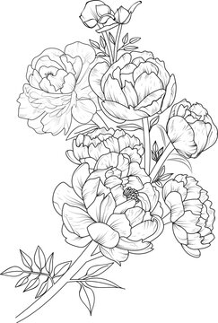 Peony flower vector. peony flower drawing , Set of a decorative stylized doodle flower. Highly detailed vector illustration, doodling and zentangle style, peony tattoo design, blossom peony flowers.