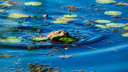 A Muskrat in the Danube Delta
