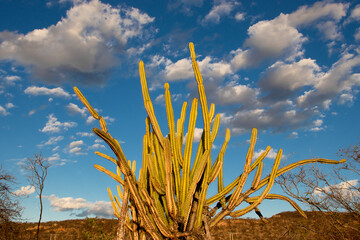 cactus fabulous in caatinga