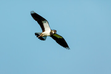 A Lapwing in the Danube Delta
