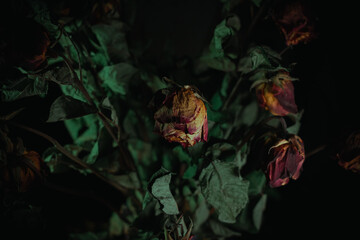 Macro close up multicolored orange dried rose bloom bouquet in ceramic retro vase Black background