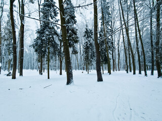 Bright winter forest. Cold morning in a snowy woods. Trees covered with frost.