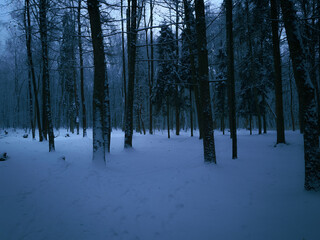 Dark winter forest in blue tones. Twilight in a snowy woods. Beautiful nature. Atmospheric landscape.