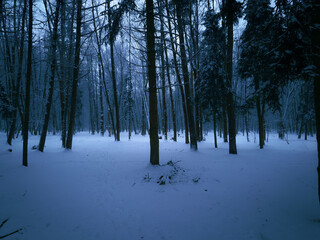 Dark mystical winter forest. Twilight in a snowy woods. Nature for background.