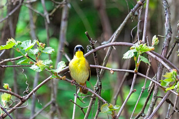 Common Yellowthroat Warbler Perched on a Branch