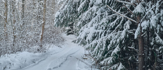 frosty forest snow-cowered fir and pine trees winter road background Christmas Scene