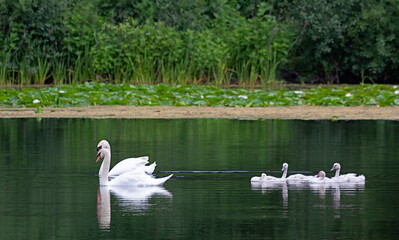 Two Swans and their Cygets